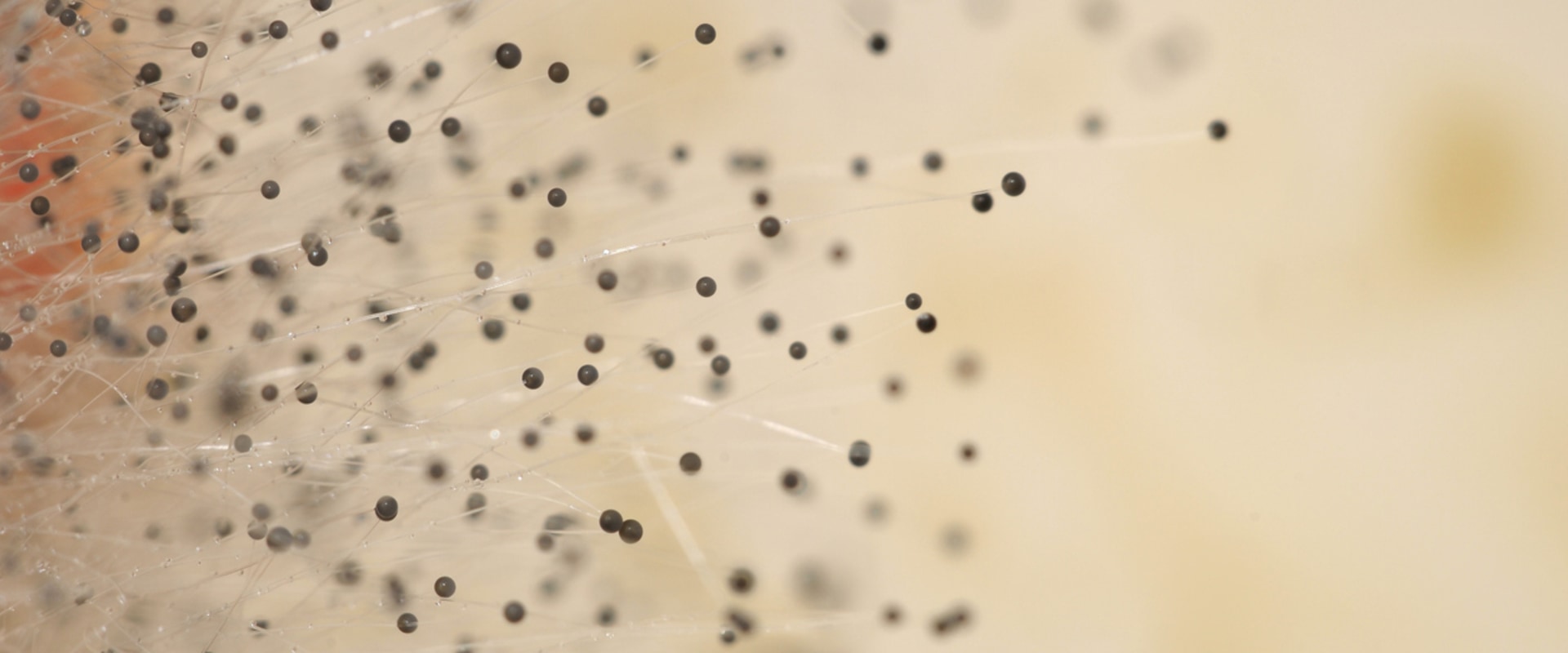 What Causes House Air Filter to Turn Black?